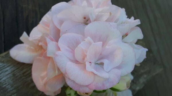Blomkrukan Pink Shade - OROTAD topp el stamstickling - Bild 3