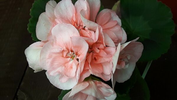 Blomkrukan SAKURA - OROTAD topp el stamstickling
