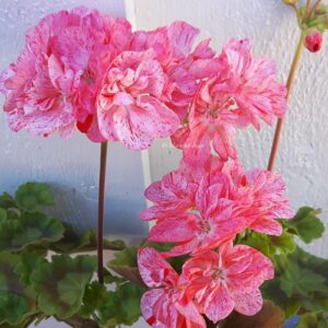 Blomkrukan SPOT – OROTAD topp el stam stickling