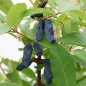 Blåbärstry GORDOST Lonicera caerulea var. kamtschatica Supernyttig – Orotad