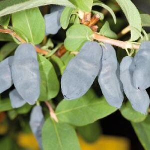 Blåbärstry SILGINKA Lonicera caerulea var. kamtschatica Supernyttig Orotad