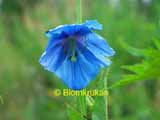 Blå Bergvallmo Meconopsis betonicifolia – äldre frö 5frö