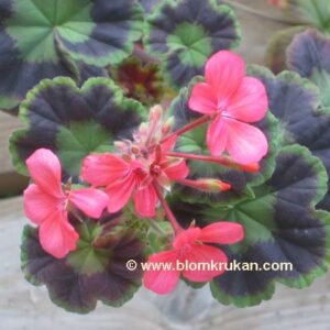 Black Jubilee rosa blommor brokbladig – OROTAD