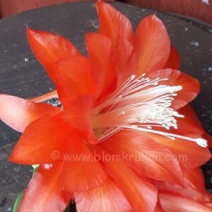 Bladkaktus Orkidekaktus RÖD – Epiphyllum ackermannii ROTAD äldre