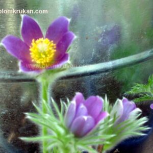 Backsippa Pulsatilla vulgaris blåviolett/frö  – äldre frö 5frö