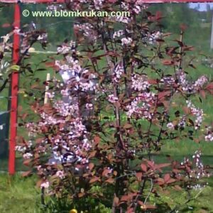 Blodhägg Prunus colorata OROTAD