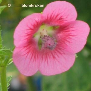 Blomsterbjörk – Rumsmalva Anisodontea capensis FRÖ – 5 st