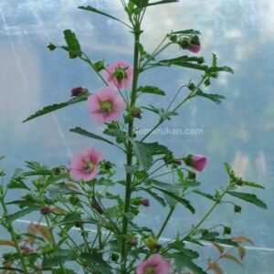 Blomsterbjörk – Rumsmalva Anisodontea capensis orotad stickling