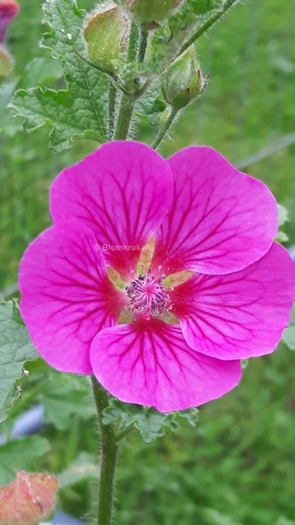 Blomsterbjörk - Rumsmalva Anisodontea capensis - Rotad stickling se bild på liknande stickling - Bild 2
