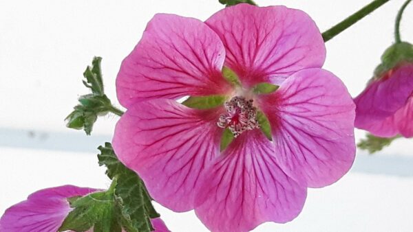 Blomsterbjörk  Rumsmalva - orotad - frimärkesporto ingår/sampackar ej med andra - Bild 10