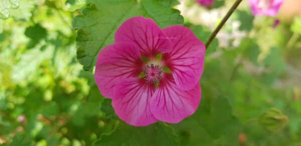 Blomsterbjörk  Rumsmalva - orotad - frimärkesporto ingår/sampackar ej med andra - Bild 8