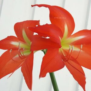 BONDLILJA  ÄKTA MAKAR Hippeastrum rutilum – SMÅLÖK bulbill ärtstora