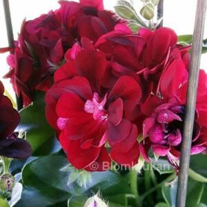 BORDEAUX Hängpelargon med mörka röda dubbla blommor OROTAD