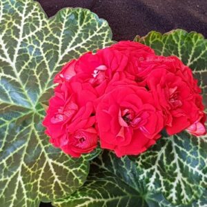 Bornholm Röd rosenknopp – stamstickling OROTAD med förgrening
