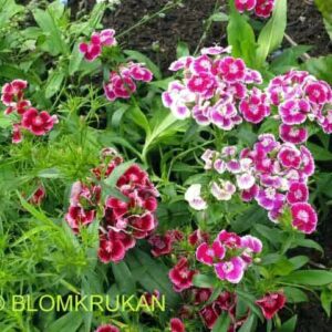 Borstnejlika Dianthus barbatus färgmix  – äldre frö 5frö