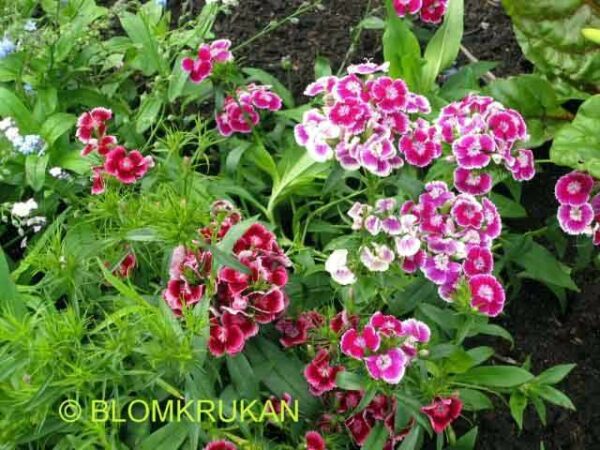 Borstnejlika Dianthus barbatus färgmix  - äldre frö 5frö