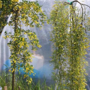 HÄNGKARAGAN Pendula FRÖ  Caragana  – äldre frö 5frö