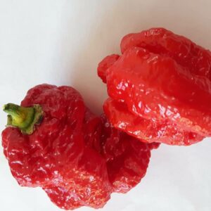 CHILI Carolina Reaper en av de starkaste sorterna – äldre frö 5 frö