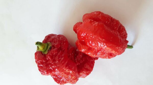 CHILI Carolina Reaper en av de starkaste sorterna - äldre frö 5 frö