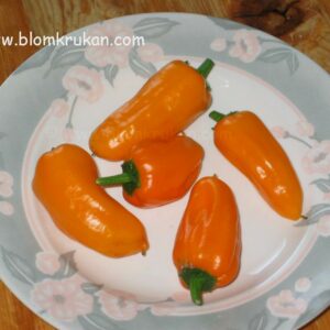 Chili Cheyenne – Spansk peppar med orange/gula frukter – frö – äldre frö 5frö