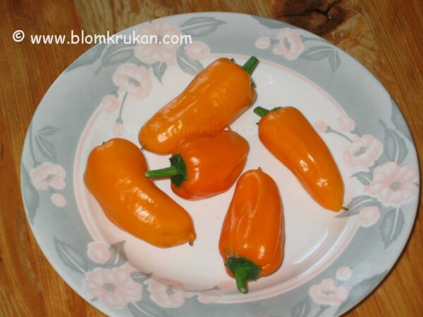 Spansk peppar Chili Cheyenne med orange/gula frukter - frö - äldre frö 5frö