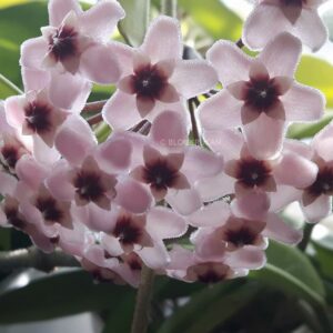 Hoya Carnosa Dapple Grey – Choklad hoja OROTAD