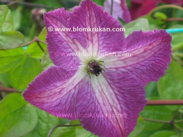 Clematis I am a little beauty frö - äldre frö nypa frön