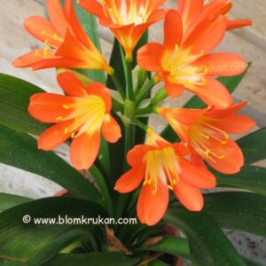 Mönjelilja Clivia PLANTA