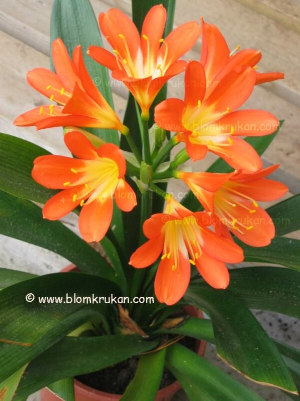 Mönjelilja Clivia PLANTA äldre fina ex