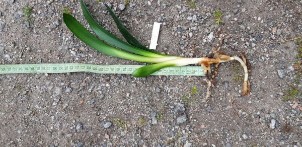 Mönjelilja Clivia PLANTA äldre fina ex - Bild 3