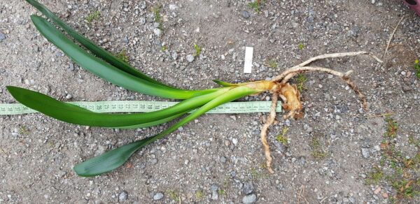 Mönjelilja Clivia PLANTA äldre fina ex - Bild 5