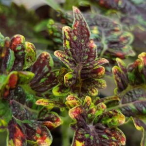 Palettblad GILDA – Coleus ROTAD stickling