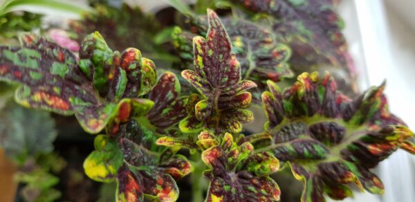 Palettblad GILDA - Coleus OROTAD topp el stam stickling.