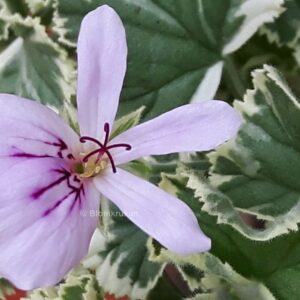 P. crispum variegatum citron doft – Variegated Prince Rupert –  French Lace s – Orotad stickling