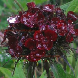 Borstnejlika ‘Tuxedo Black’ Dianthus barbatus Nästan svart mkt mörk!! – äldre frö 5 frö