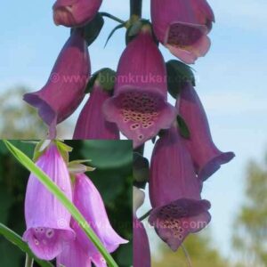 Fingerborgsblomma Digitalis MIX frö  – äldre frö nypa frön