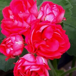 Dodd’s Super Double Rosenknopp – OROTAD
