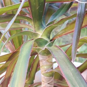 Dracena magenta den med rödtonade bladkanter – orotad stickling