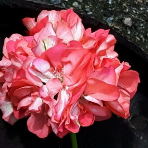 E. Dabner OROTAD Stamstickling