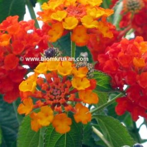 Eldkrona Lantana camara frö – äldre frön 5 frön