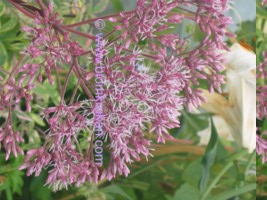 Fläckflockel Gateway Eupatorium maculatum Höjd ca 150 cm – frö äldre frö 5 st