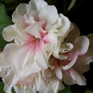 Flyinges Mormor Kerstin – OROTAD topp el stamstickling