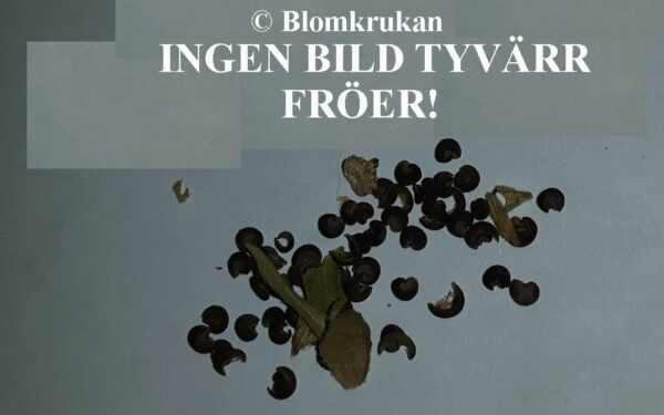 Dekorationsgräs Pheum pratense - Påskkruka osv FRÖ