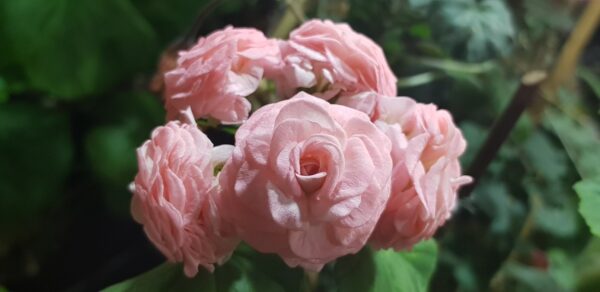 Graingers Antique Rose ROTAD äldre ev toppad - Bild 6