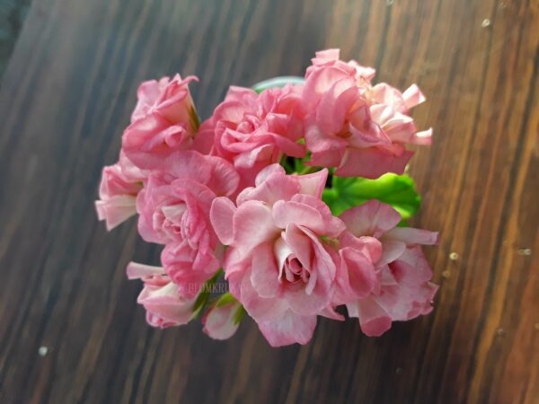 Graingers Antique Rose ROTAD - Bild 2