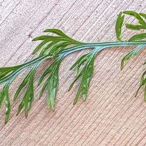 Groddbräken/Ormbunketyp – Asplenium bulbiferum Rotade
