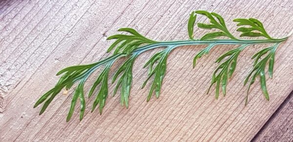 Groddbräken Ormbunketyp - Asplenium bulbiferum Rotade