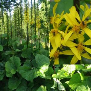 Gullstav – Klippstånds – Norrlandsblomman FRÖ – äldre frö nypa frön