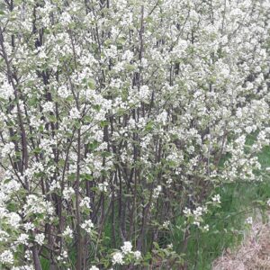 Häckväxt HÄGGMISPEL tät smalvuxen OROTAD 3 st