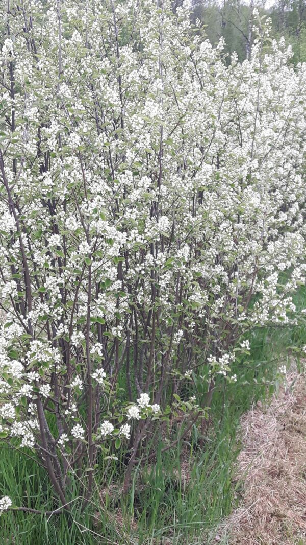 Häckväxt HÄGGMISPEL Amelanchier spicata - OROTAD 3 st - Bild 2